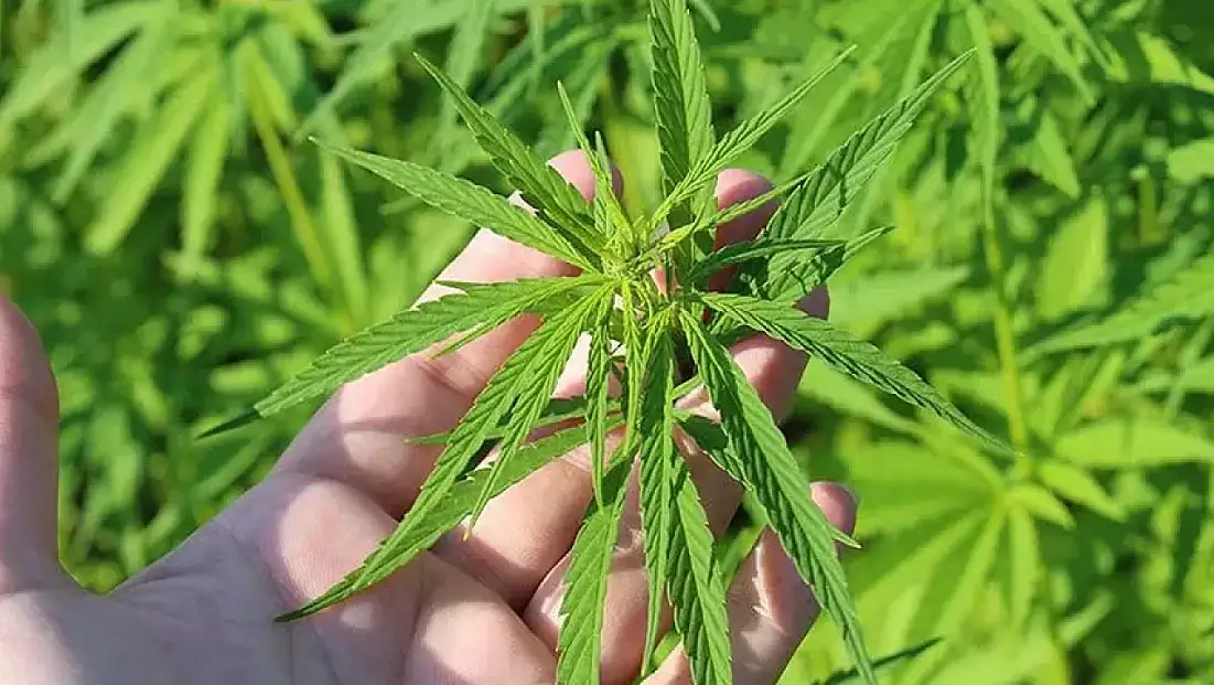 İZMİR DE DAHİL 21 İLDE KENEVİR ÜRETİMİNE RESMİ İZİN VERİLDİ