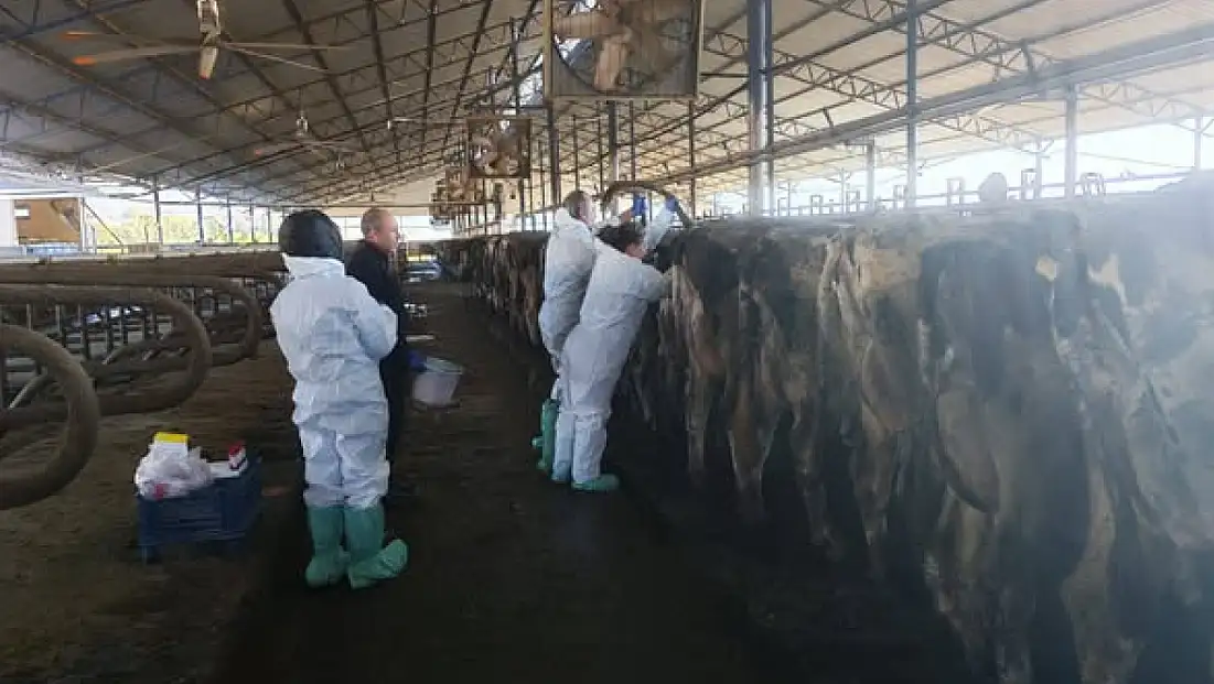 Kiraz’da Hayvan Sağlığı İçin Rutin Kan Numunesi Alımı Yapıldı