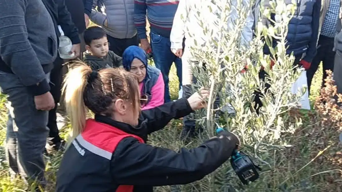 KİRAZ’DA ZEYTİN YETİŞTİRİCİLİĞİ KURSU DÜZENLENDİ