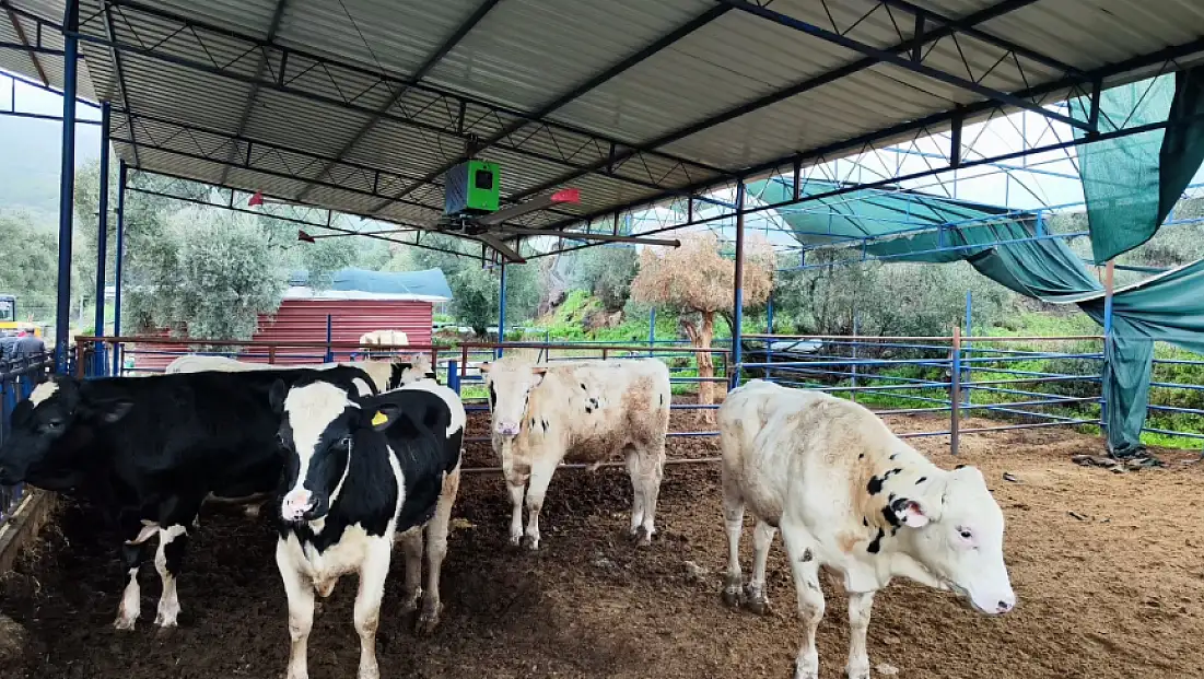 ÖDEMİŞ’TE BESİLİK HAYVAN İTHALATI İÇİN SAHADA DENETİM