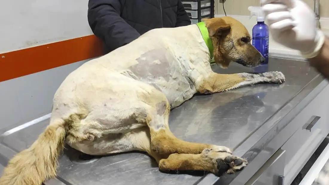 Ödemiş’te Sokak Köpeğine Silahlı Saldırı: Patibahçe Yöneticileri İsyan Etti