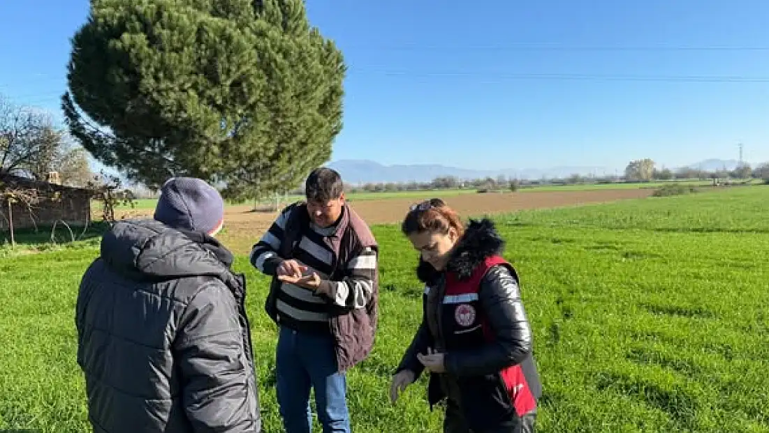 TİRE’DE TARLA ZARARLILARI YERİNDE İNCELENDİ