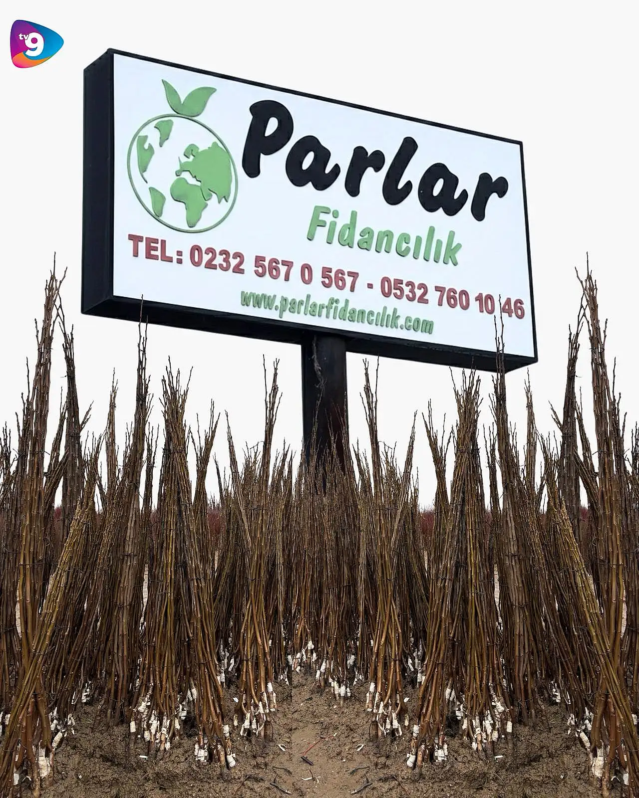 Ödemiş'ten 15 Ülkeye Yeşeren Başarı: Parlar Fidancılık