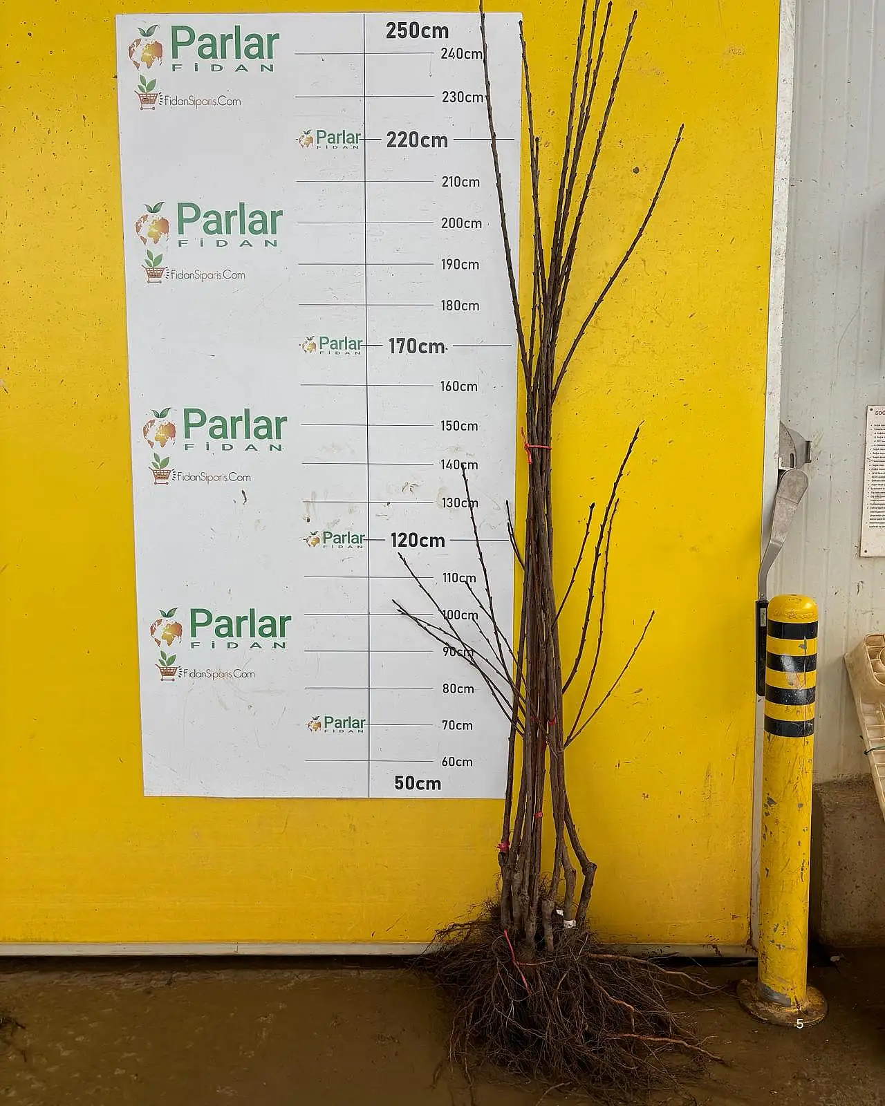 Ödemiş'ten 15 Ülkeye Yeşeren Başarı: Parlar Fidancılık