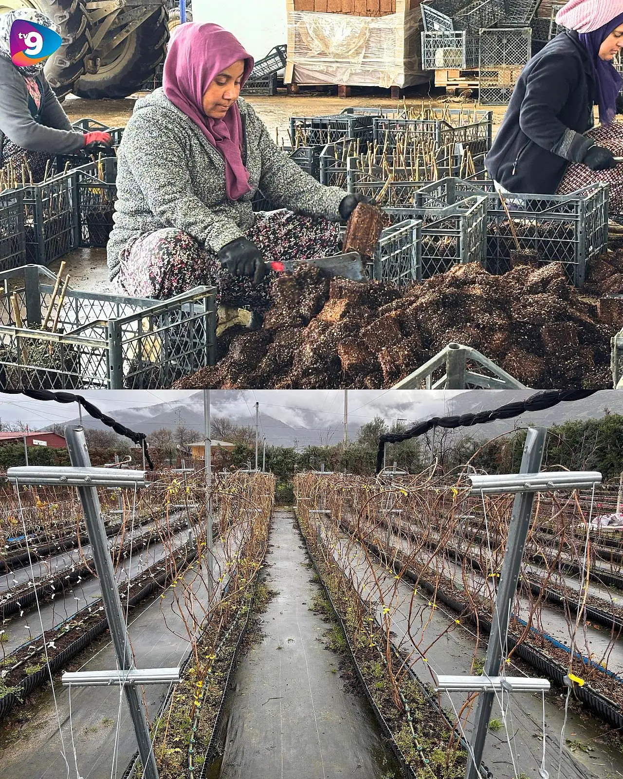 Ödemiş'ten 15 Ülkeye Yeşeren Başarı: Parlar Fidancılık