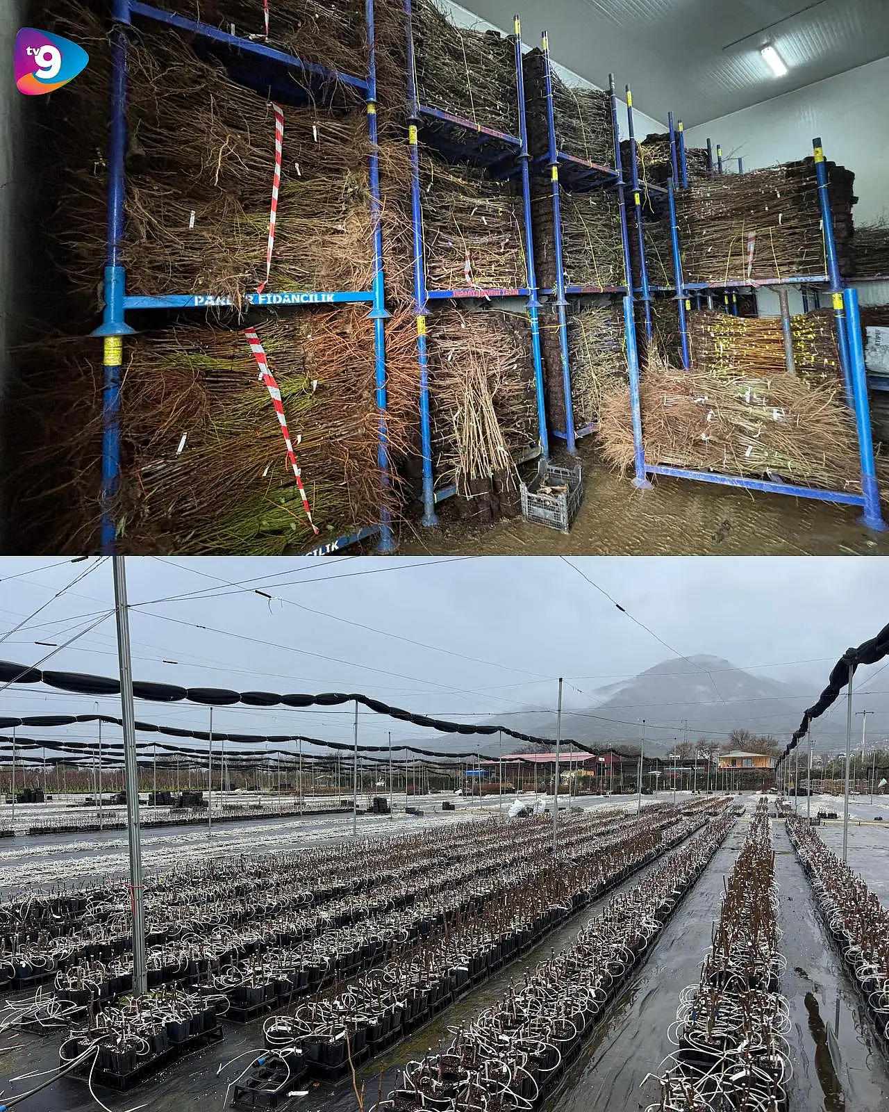 Ödemiş'ten 15 Ülkeye Yeşeren Başarı: Parlar Fidancılık