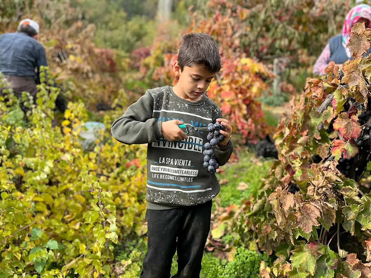 Kızıloba Köy Ofisi Üzüm Hasadında