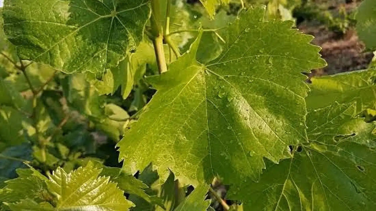 Asma Yaprağı 200 TL'den Pazar'da