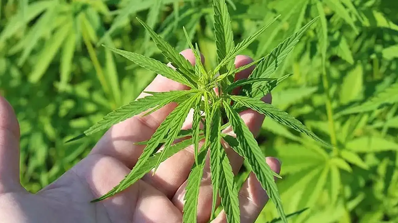 İZMİR DE DAHİL 21 İLDE KENEVİR ÜRETİMİNE RESMİ İZİN VERİLDİ