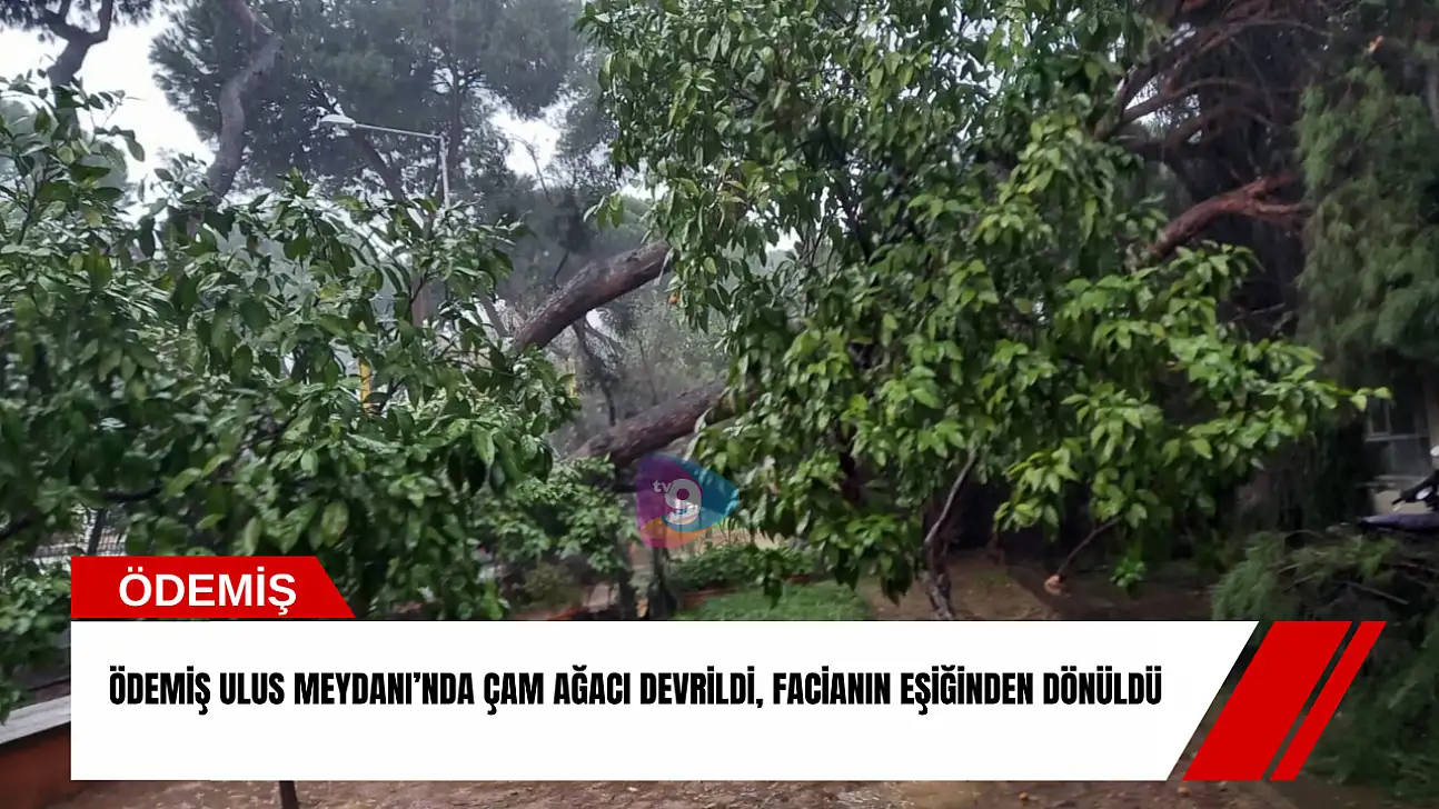 Ödemiş Ulus Meydanı'nda çam ağacı devrildi, facianın eşiğinden dönüldü