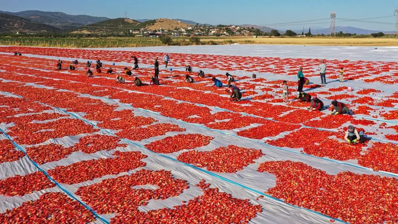 Torbalı'da Kuru Domates Tarlaları Kırmızıya Büründü