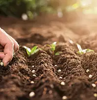 2026 SERTİFİKALI TOHUM DESTEĞİ BAŞVURULARI BAŞLADI