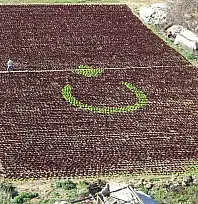 ANTALYA'DA 13 BİN MARULLA TÜRK BAYRAĞI FİGÜRÜ