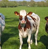 Damızlık birliğinden yağış mağduru üreticilere destek