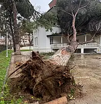 İZMİR BÜYÜKŞEHİR'İN ÖDEMİŞ'TEKİ HİZMET BİNASINA ASIRLIK AĞAÇ DEVRİLDİ