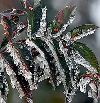 İzmir Genelinde Zirai Don Alarmı