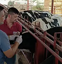 Kiraz'da Hayvan Sağlığı İçin Aşılama Çalışmaları Sürüyor