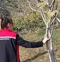 Kiraz'da İncir Bahçelerinde Zararlı ve Hastalık Taraması Yapıldı