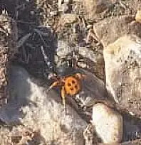 Ödemiş Bozdağ'da Nadir Görülen 'Uğur Böceği Örümceği' Gözlendi