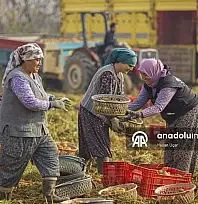 ÖDEMİŞ OVASI'NDA KIŞ PATATESİ HASADI BAŞLADI