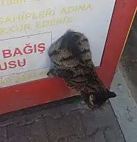 ÖDEMİŞ'TE KIZILAY BAĞIŞ KUTUSUNA SIKIŞAN KEDİ KURTARILDI