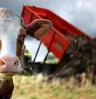 Ödemiş'te Şap Hastalığı Nedeniyle Hayvan Gübresi Sevkiyatı Yasaklandı