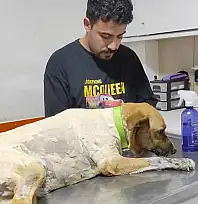 Ödemiş'te Sokak Köpeğine Silahlı Saldırı: Patibahçe Yöneticileri İsyan Etti