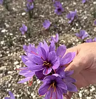 Terasın Üstünde Yeşeren Umut: Ülkü Ocakları'nda Safran Hasadı