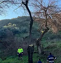 Tire'de ağaç budama çalışmaları yapıldı