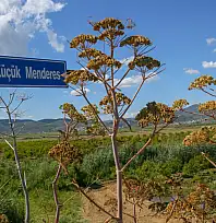 ZEYTİNLİKLER KAZANDI, MADEN DURDU