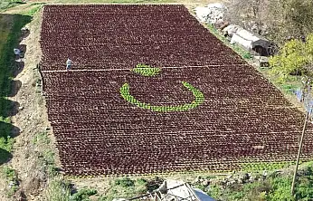 ANTALYA'DA 13 BİN MARULLA TÜRK BAYRAĞI FİGÜRÜ