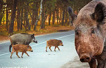 AYDIN'DA BİR KASAPTAN ŞAŞIRTAN HAREKET: BABASININ HAYRINA 500 KİLO DOMUZ ETİ DAĞITTI