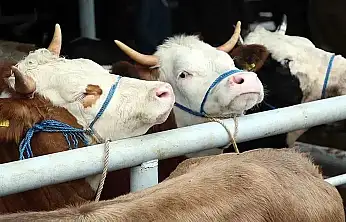 BESİCİLER DİKKAT: 2026 YILI HAYVAN İTHALATI BAŞVURULARI BAŞLIYOR