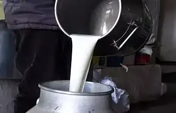 ÇİĞ SÜTTE YENİ FİYAT BELLİ OLDU: ÜRETİCİYE 22,22 LİRA