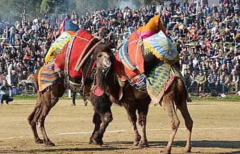 Ege'de Deve Güreşi Heyecanı Başlıyor: Tire Arenası 25 Ocak'ta Yörük Kültürüne Sahne Olacak