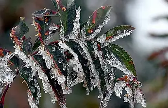 İzmir Genelinde Zirai Don Alarmı