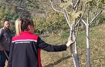 Kiraz'da İncir Bahçelerinde Zararlı ve Hastalık Taraması Yapıldı