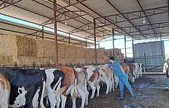 Küçük Menderes Havzası'nda Şap Hastalığı Vakaları Artıyor