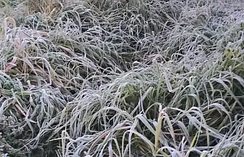 Ödemiş'e Kırağı Düştü, Sabahın İlk Işıklarıyla Otlar Bembeyaz Gelinliğini Giydi
