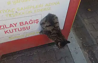 ÖDEMİŞ'TE KIZILAY BAĞIŞ KUTUSUNA SIKIŞAN KEDİ KURTARILDI