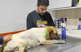 Ödemiş'te Sokak Köpeğine Silahlı Saldırı: Patibahçe Yöneticileri İsyan Etti