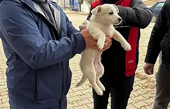 Tire'de Mikroçip ve Kuduz Aşısı Sahada Hızlandı