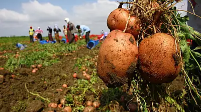 Patateste Fiyat Şoku: Üreticiyle Tüketici Arasındaki Fark Katlanıyor