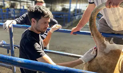 Ödemiş'te Brucella ve Tüberkülin Testleri Yapıldı