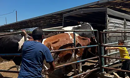 Ödemiş'te Yangın Sonrası Tahliye Edilen Hayvanlar Sağ Salim Geri Döndü