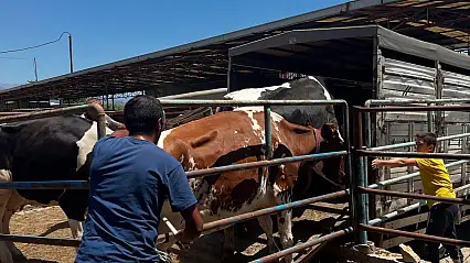 Ödemiş'te Yangın Sonrası Tahliye Edilen Hayvanlar Sağ Salim Geri Döndü