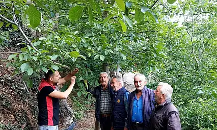 Bayındır İlçe Tarım ve Orman Müdürlüğü'nden Hisarlık Mahallesi'nde Hastalık ve Zararlı Kontrolleri