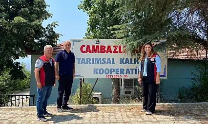 Cambazlı'da Ekşi Karadut Hasadı Devam Ediyor