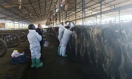 Kiraz'da Hayvan Sağlığı İçin Rutin Kan Numunesi Alımı Yapıldı