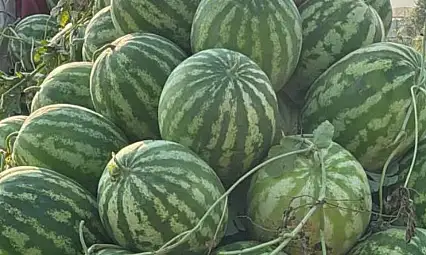 Ödemiş'te Karpuzun Kilosu 4 TL'ye Geriledi